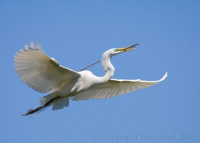 63740 - Great Egret