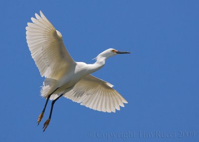 63995c - Snowy Egret