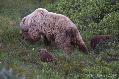 70817c   - Grizzly sow with cubs