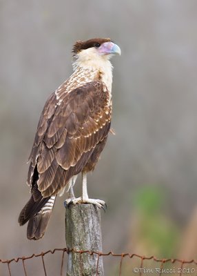 80602c -  Caracara (juvenile)