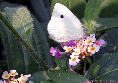 5533 - Moth on a wildflower