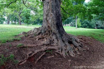05540 - Roots of a mulberry tree