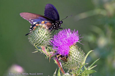 4315c - Butterfly on a thistle