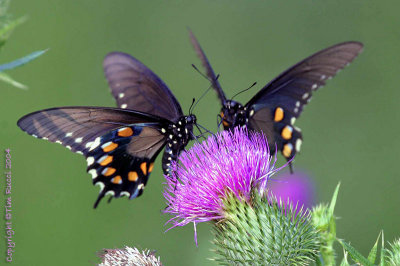 4318b - Two butterflies