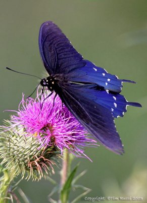 04325c - Blue butterfly