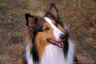 0555c - Lucy