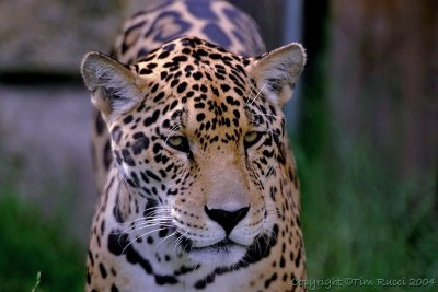 12387 - Jaguar