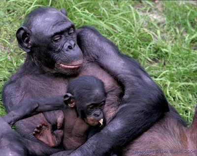 12332 - Baby Chimp