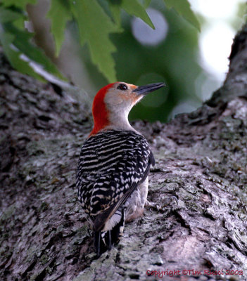 2333c - Woodpecker