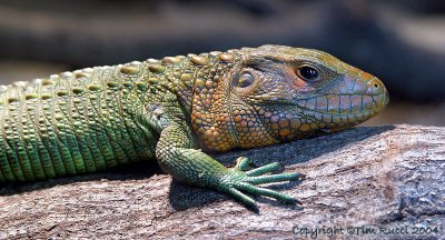 15371c - Caiman Lizard