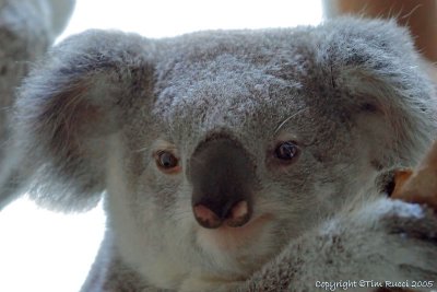 32730 - Baby Koala
