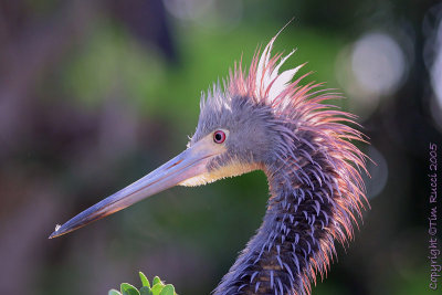 34651  - Tricolor Heron