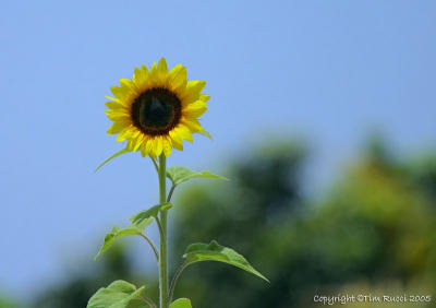 31577c - Sunflower
