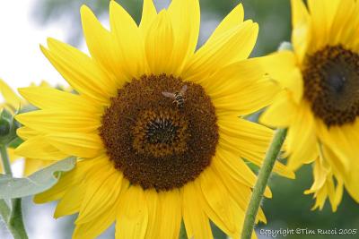04385 - Sunflower