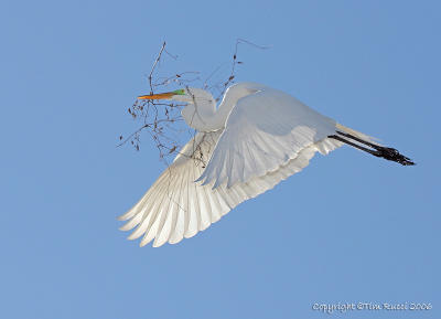 00233 - Great Egret