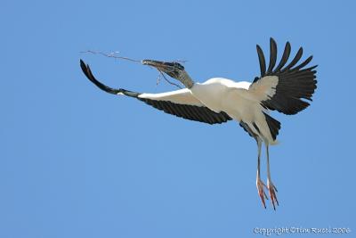 00285  - Wood Stork