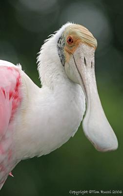 09326  Roseatte Spoonbill