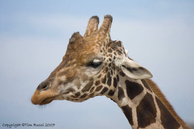 24868 - Giraffe