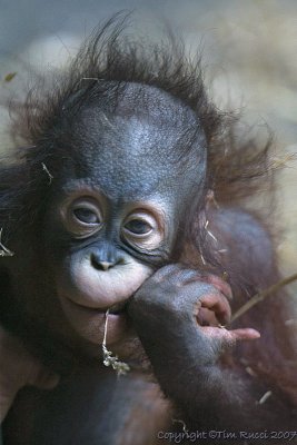 31675 - Baby Gorilla