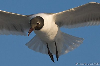 41085c - Laughing Gull hovering