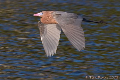 40d_3283c - Reddish Egret in flight