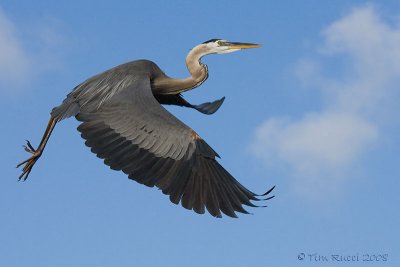 42673c - Great Blue Heron in Flight