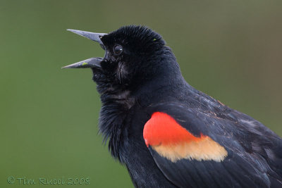 42390c - Red Wing Blackbird