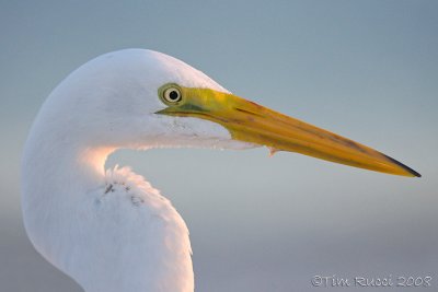 41545 - Great Egret headshot