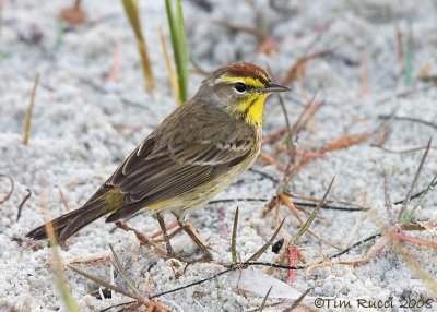 41254c - Palm Warbler