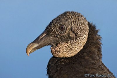 42043 - Black Vulture