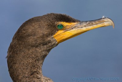 42198 - Cormorant headshot