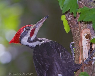 22849Rc  - Pileated Woodpecker