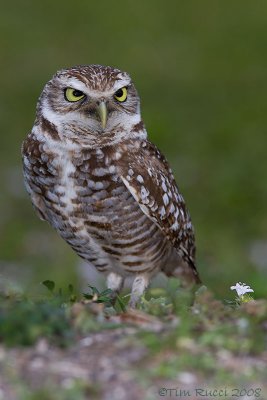 43114  -  Burrowing Owl