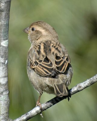 Birds 2009