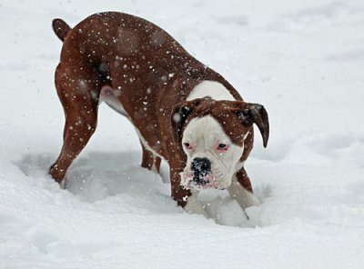 snow-dogs-025.jpg