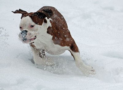 snow-dogs-026.jpg