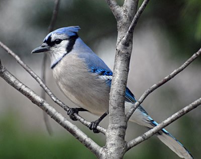 birds-dog-063.jpg