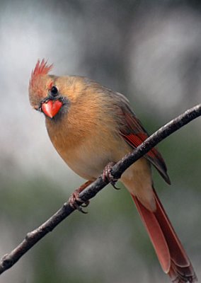 birds-dog-068.jpg