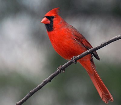 more-birds-014.jpg
