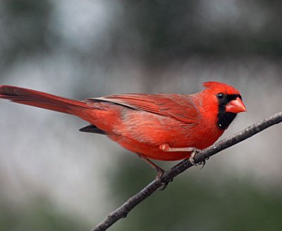 more-birds-017.jpg