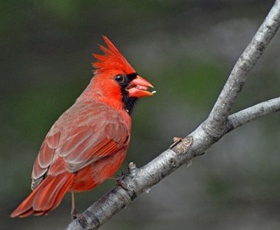 more-birds-024.jpg