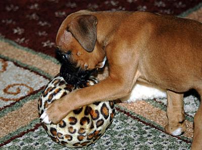 Pets-014-copy.jpg