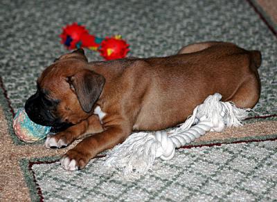Pets-019-copy.jpg