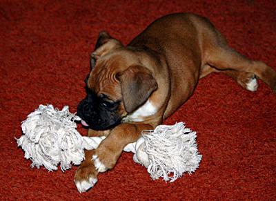 Pets-045-copy.jpg