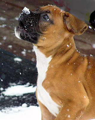 Sissy-snow-020-copy-0-copy.jpg