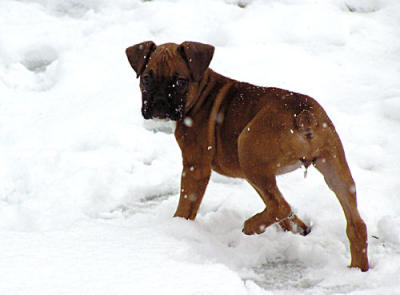 Sissy-snow-028-copy.jpg