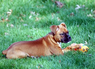 Sissy-3-months-old-090-copy.jpg