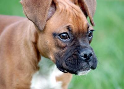 Sissy-three-months-old-014-.jpg