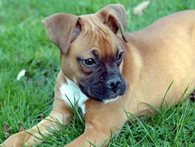 Sissy-three-months-old-019-.jpg