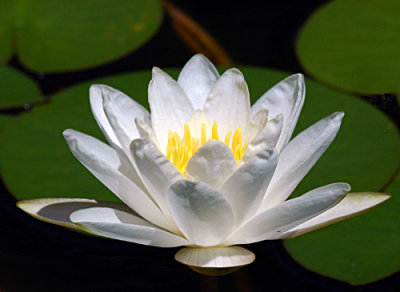 Water lilies from my ponds